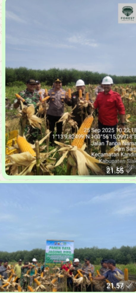 Polsek Bonai Darussalam Dan PT BDB Panen Raya Jagung Pipil, Hasilkan 0,8 Ton